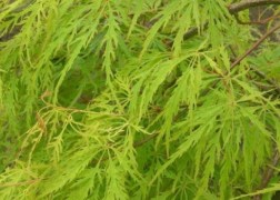 Acer Palmatum dissectum Green Lace / Zöld szeldelt levelű Japán juhar
